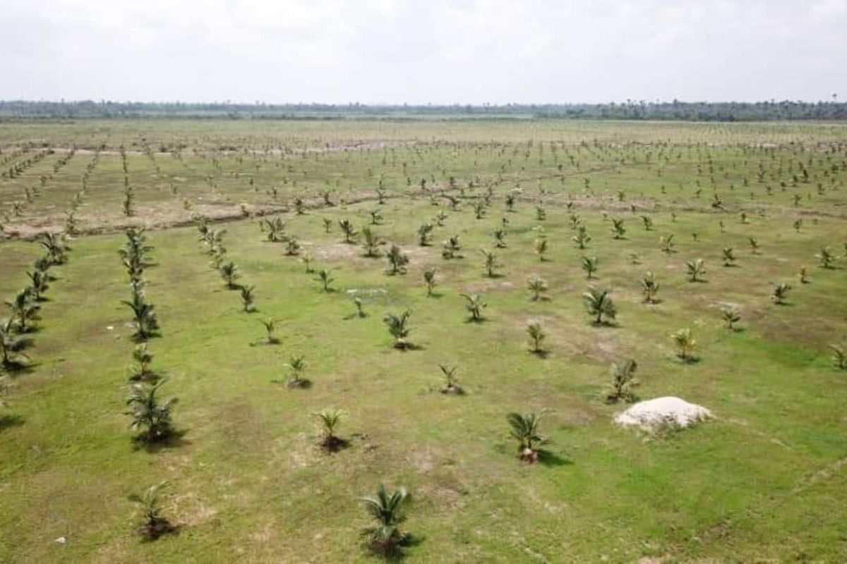 Coconut seedlings at Trimodel Farms nursery